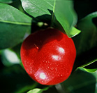 Acerola