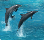 Delfini prisegajo na Echinaforce Delfini prisegajo na Echinaforce