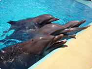 Delfini prisegajo na Echinaforce