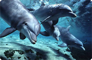 Delfini prisegajo na Echinaforce Delfini prisegajo na Echinaforce