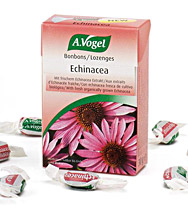 Echinacea bonboni