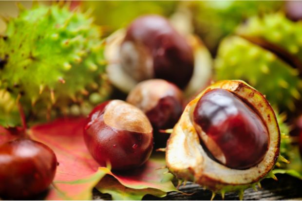Skrivnost učinkovitosti je v predelavi svežih semen: divji kostanj (Aesculus hippocastanum) le v svoji izvorni obliki ohrani polno moč escina.