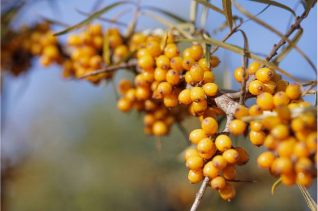 Rakitovec je bogat vir vitamina C. Rakitovec je bogat vir vitamina C.