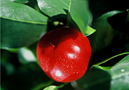 Acerola