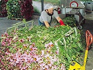 Škrlatni slamnik