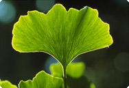 Ginkgo