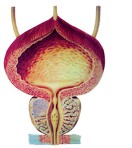 Prostata