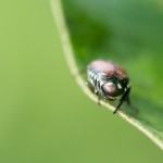 iStock_000028642552Small
