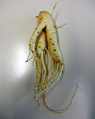 pravi ginseng