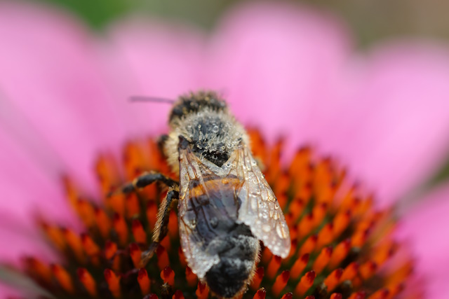 Čebele že vedo. Čebele že vedo.
