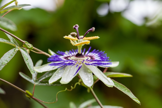 Cvet, ki nosi simbol trpljenja, a prinaša največji dar: notranji mir. Pasijonka sprosti GABA in utiša hrup v glavi.