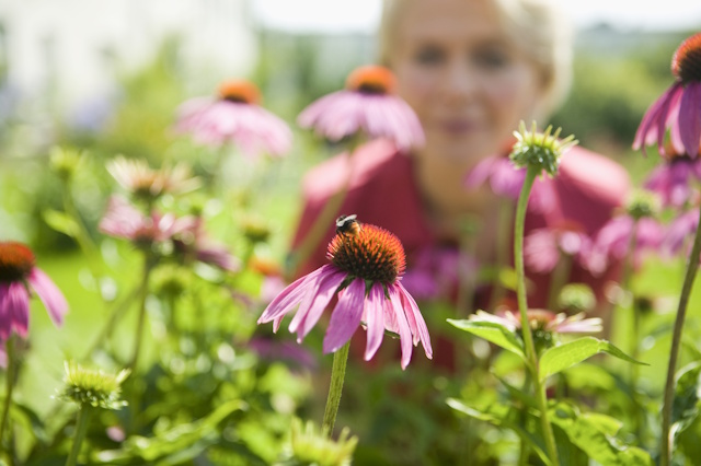Echinaforce uravnava delovanje imunskega sistema Echinaforce uravnava delovanje imunskega sistema