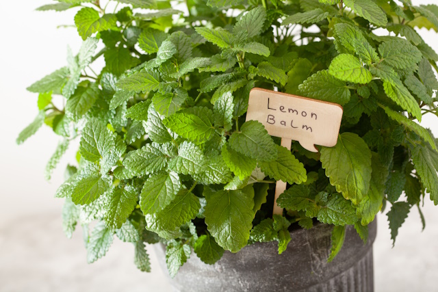 Lemon Balm ime med drugim združuje preprost opis njenega limonskega vonja z globokim zgodovinskim pomenom, ki poudarja njeno povezavo z naravno sladkostjo (medom/čebelami) in pomiritvijo (balzamom). 