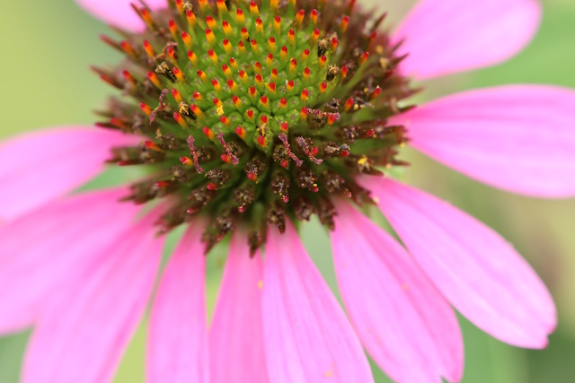 Rastlina spominja na ježka, od tod tudi njeno poimenovanje. Rastlina spominja na ježka, od tod tudi njeno poimenovanje.
