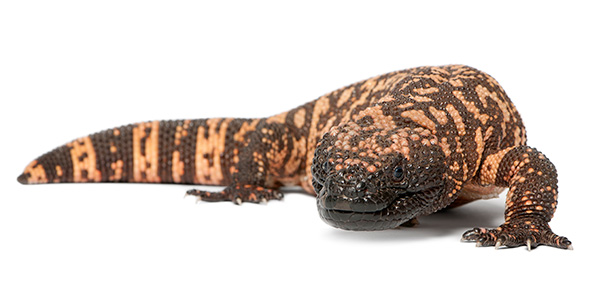 Molekula semaglutid je laboratorijski derivat peptida iz izločka strupenega kuščarja potniča (Gila monster). Kar narava uporablja kot obrambni mehanizem, sodobna farmacija trži kot »čudežno« bližnjico do vitkosti. Molekula semaglutid je laboratorijski derivat peptida iz izločka strupenega kuščarja potniča (Gila monster). Kar narava uporablja kot obrambni mehanizem, sodobna farmacija trži kot »čudežno« bližnjico do vitkosti.