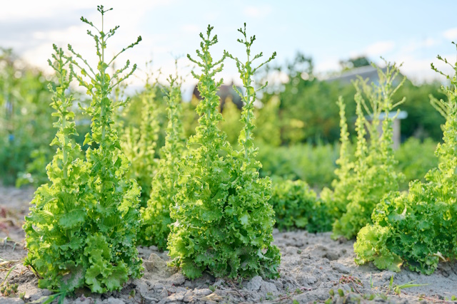 Ste vedeli, da tudi izvleček solate (Lactuca sativa) lahko pripomore k spanju? Solato so nekoč klicali 'naravni opiat'. Njen laktukarium nežno pomirja živčevje in vabi k spancu.