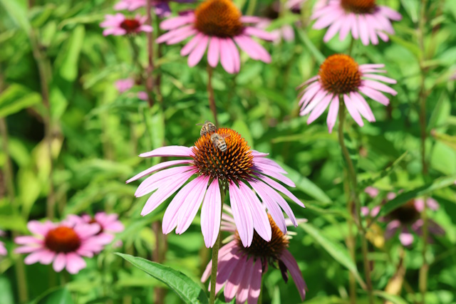 V zdravilne namene se uporabljajo samo Echinacea purpurea, Echinacea pallida in Echinacea angustifolia, ki je varieteta Echinacea pallida. V zdravilne namene se uporabljajo samo Echinacea purpurea, Echinacea pallida in Echinacea angustifolia, ki je varieteta Echinacea pallida.